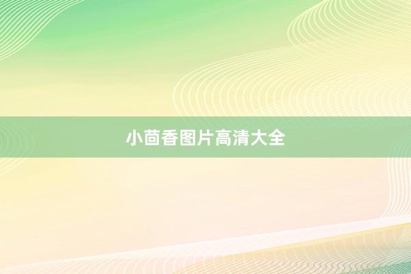 小茴香图片高清大全